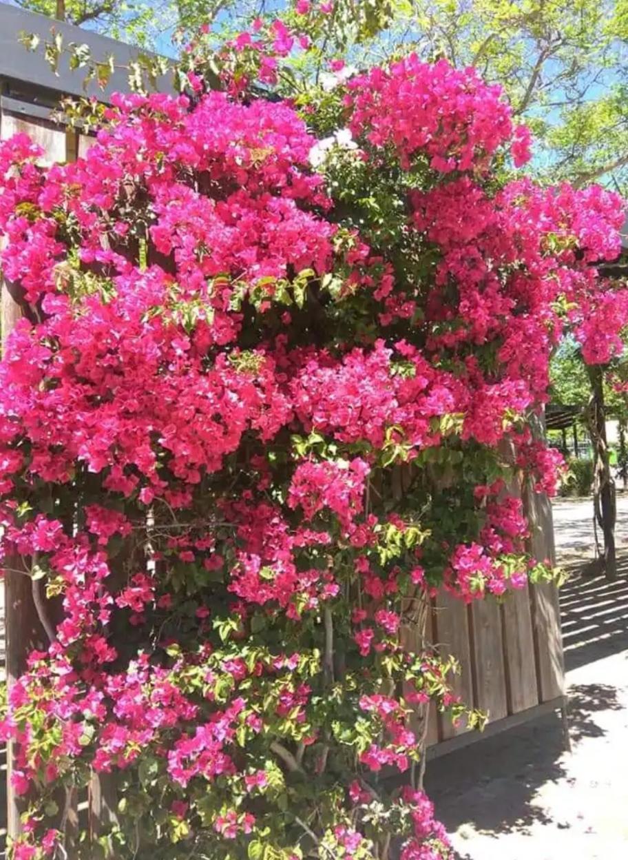 Apartamento De 3 Dormitorios Cambrils Exteriör bild